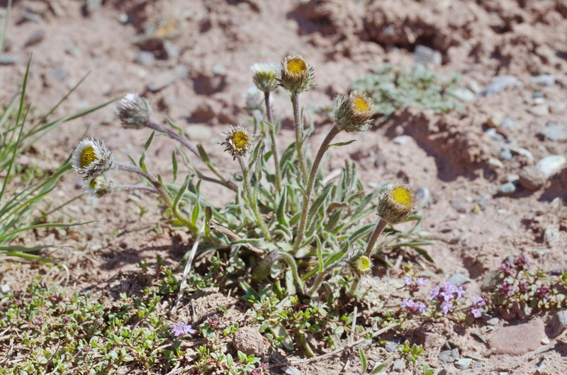 Erigeron pallidus