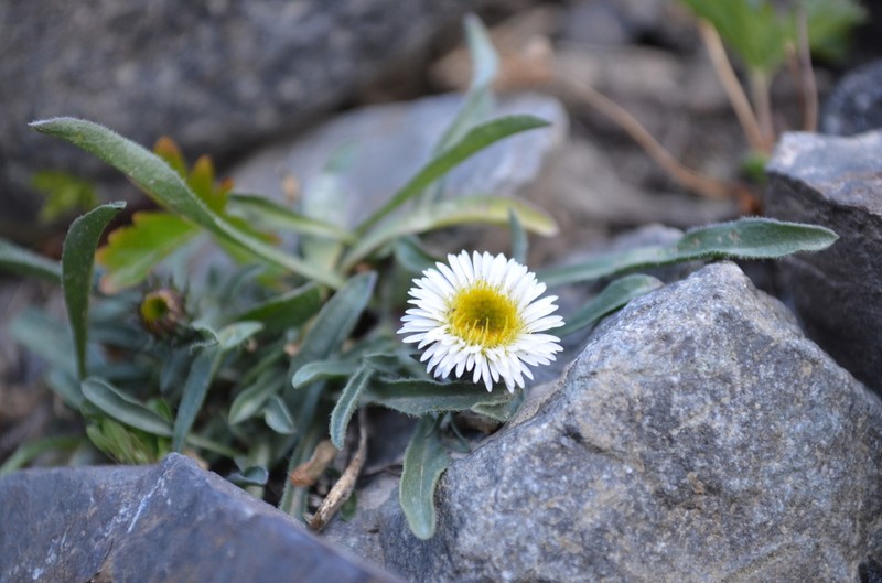 Erigeron pallidus photo 2