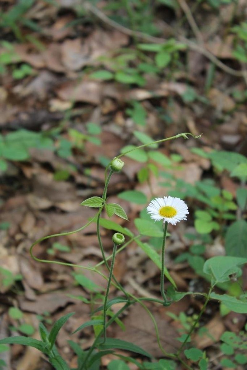 Erigeron palmeri