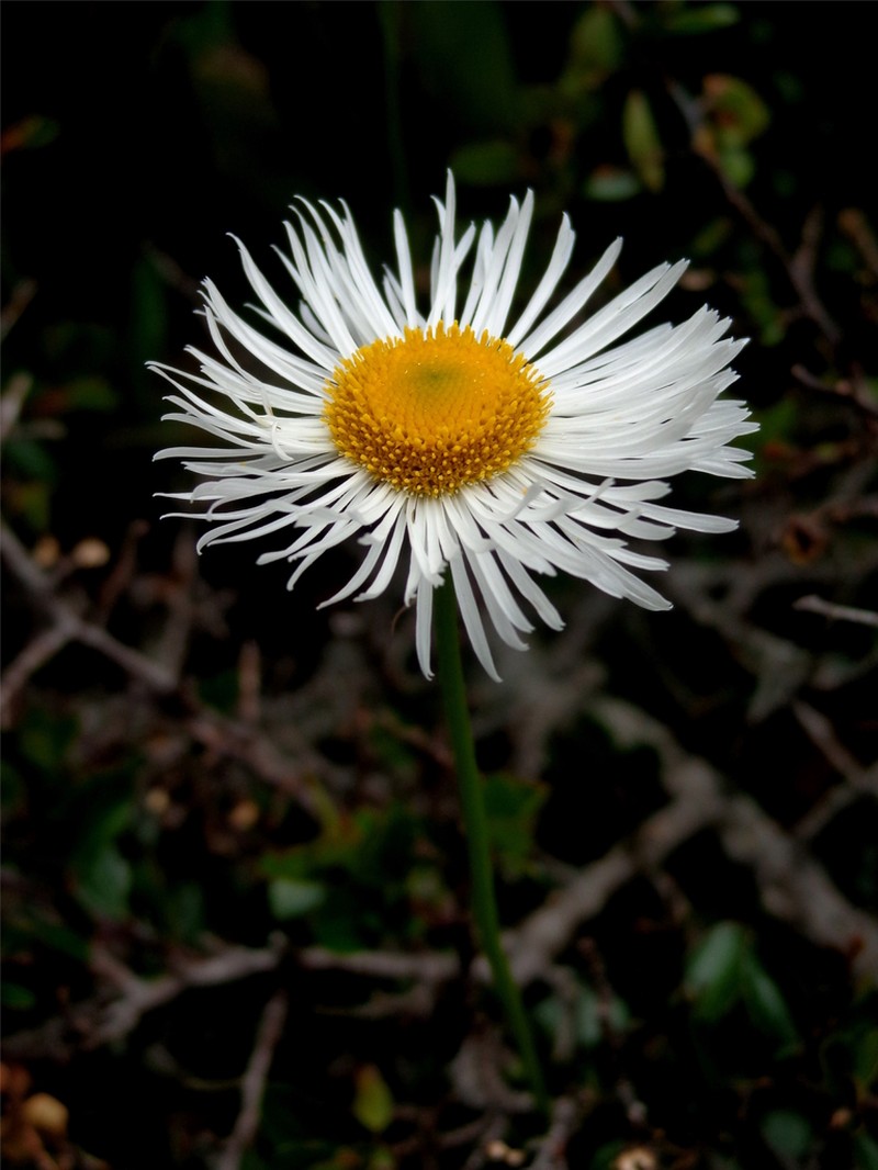 Erigeron palmeri photo 2