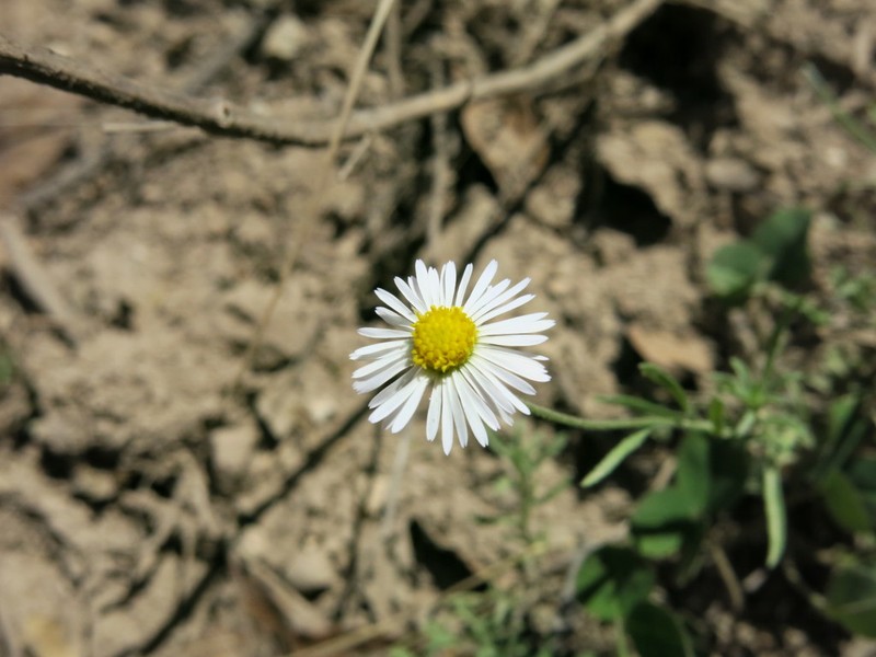 Erigeron palmeri photo 3