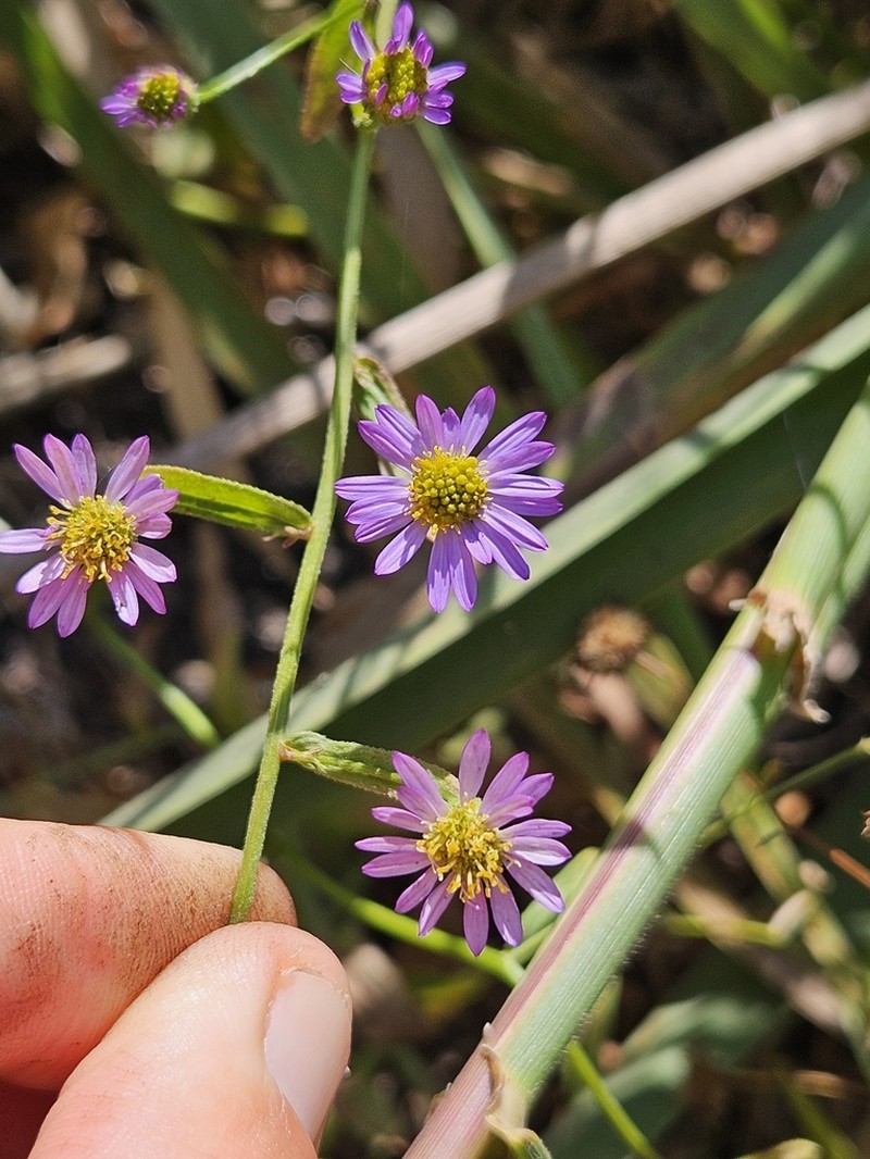 Erigeron palosverdensis