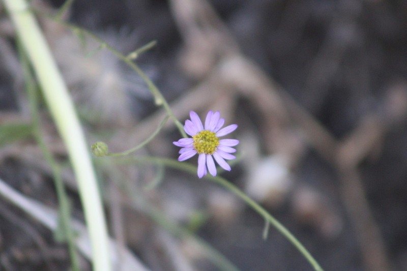 Erigeron palosverdensis photo 2