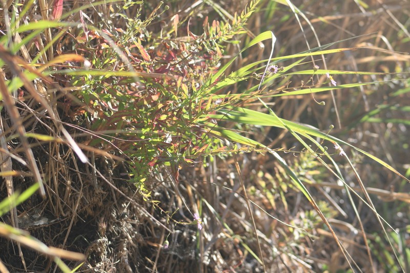 Erigeron palosverdensis photo 3