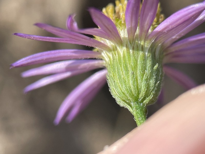 Erigeron palosverdensis photo 4