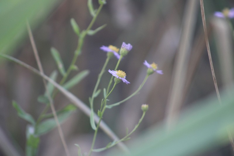 Erigeron palosverdensis photo 5