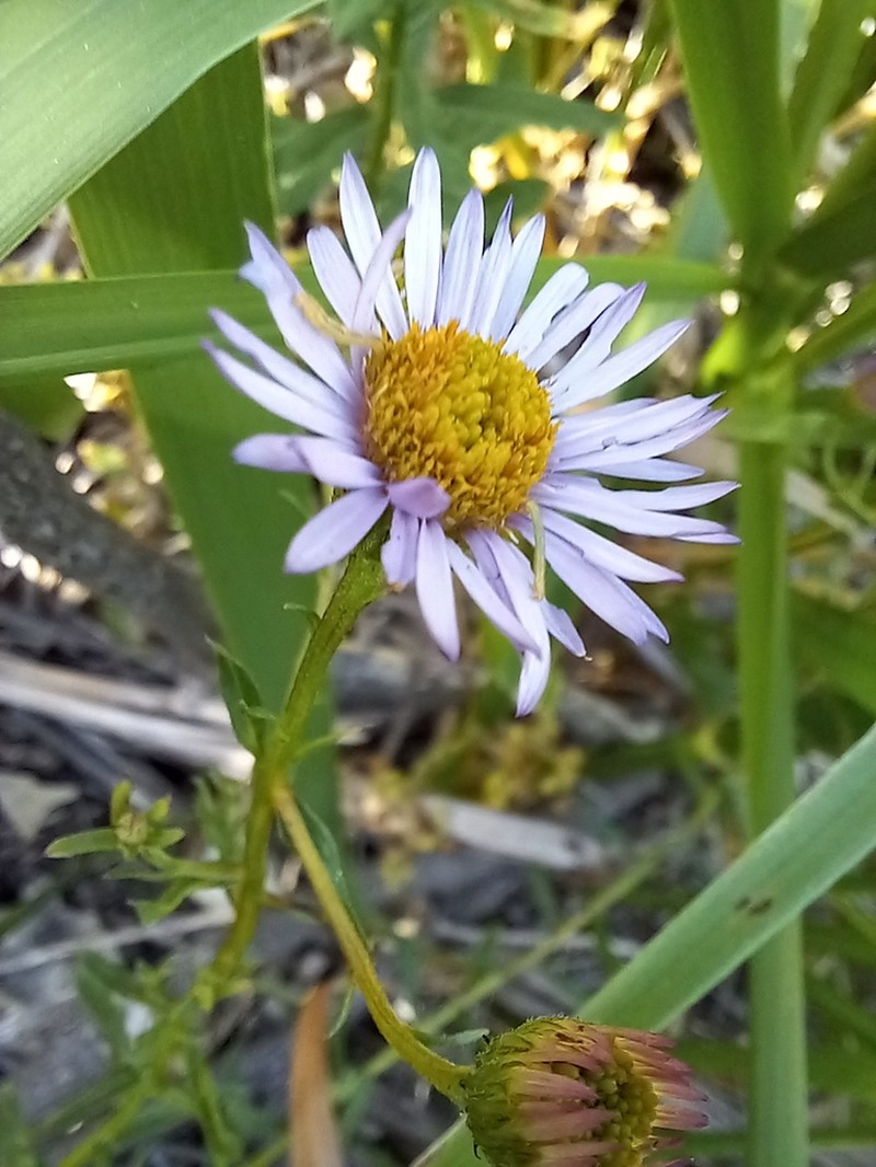 Erigeron palosverdensis photo 6