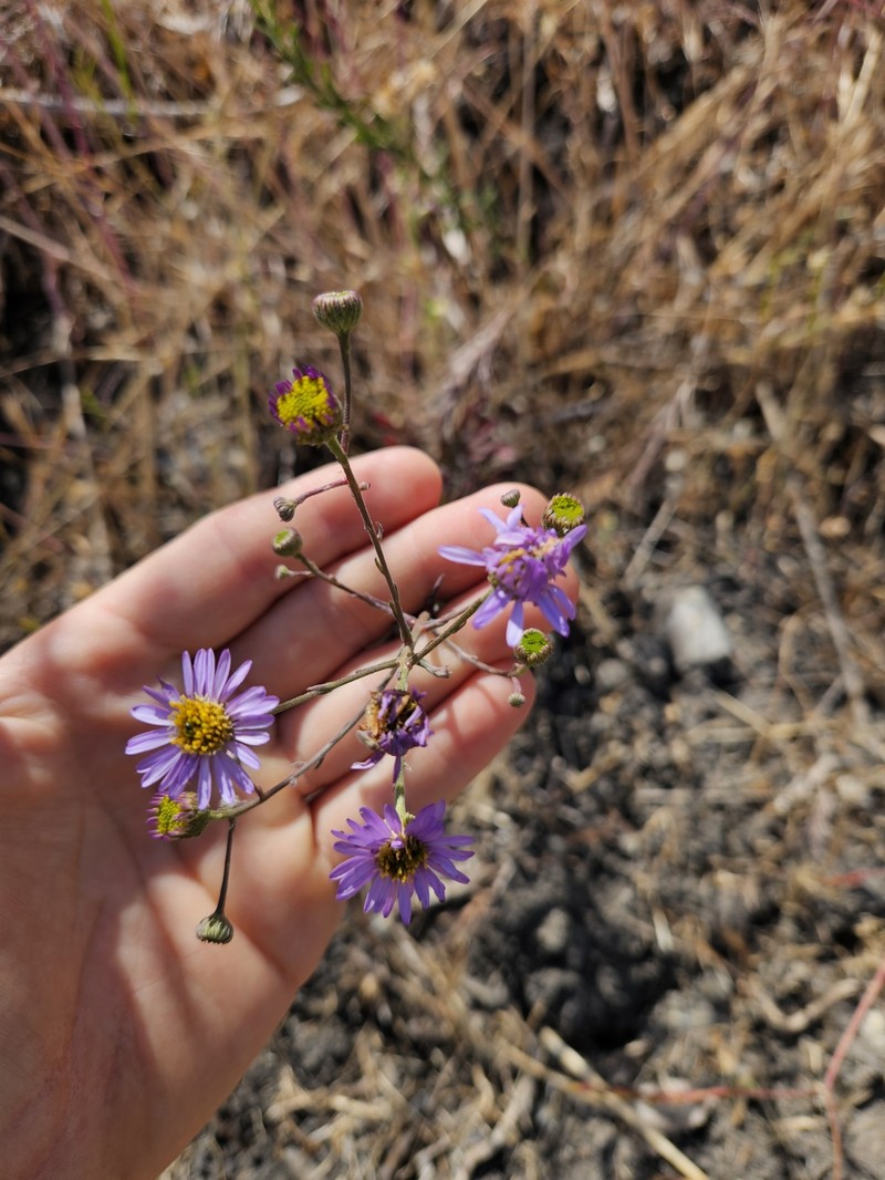 Erigeron palosverdensis photo 8