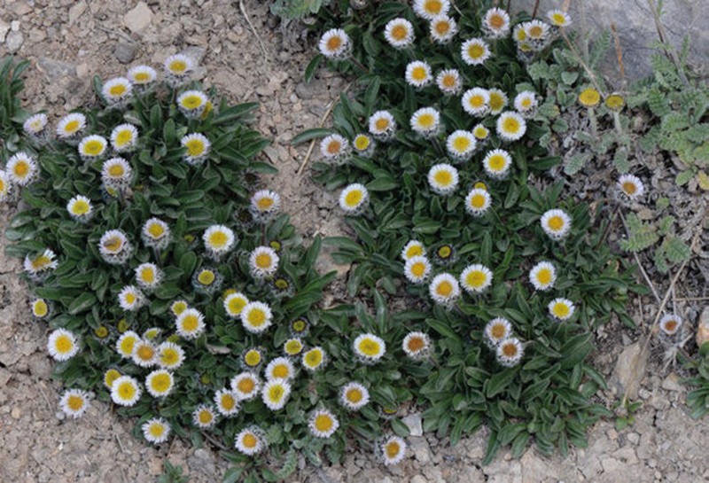Erigeron pamiricus