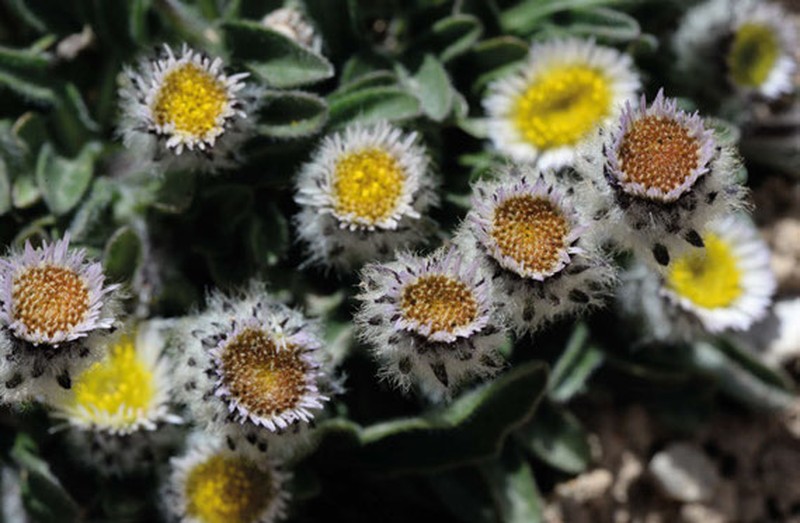 Erigeron pamiricus photo 2