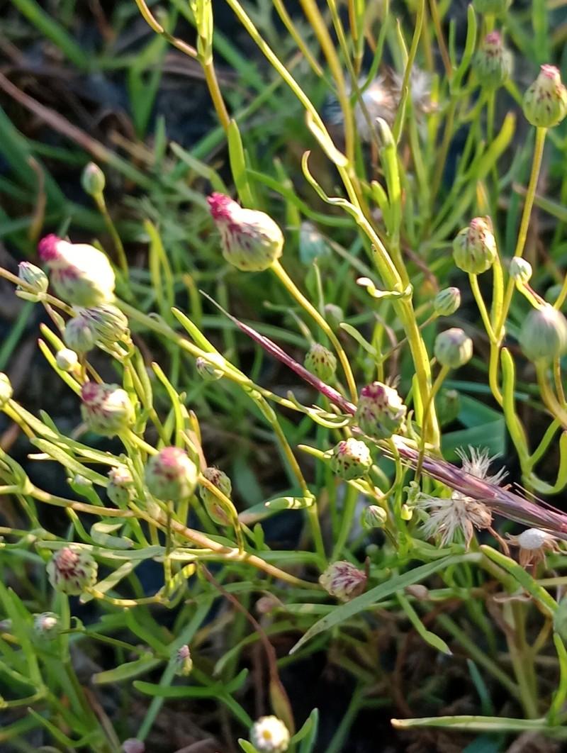 Erigeron pampeanus photo 4