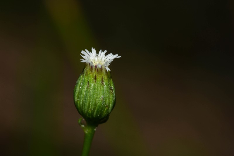 Erigeron pampeanus photo 5