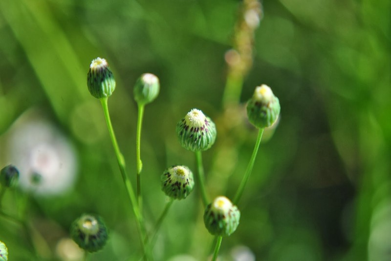 Erigeron pampeanus