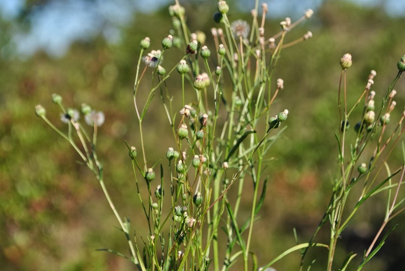 Erigeron pampeanus photo 7