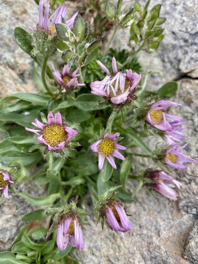 Erigeron paolii