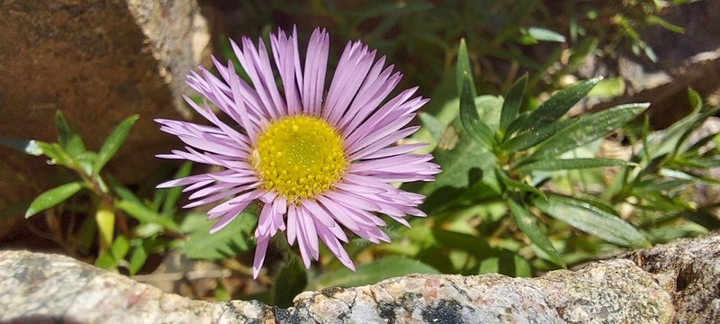 Erigeron paolii photo 2