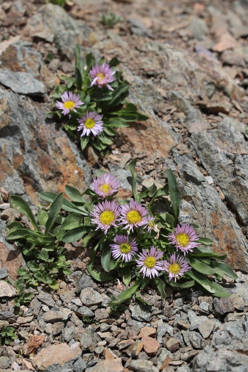 Erigeron paolii photo 3