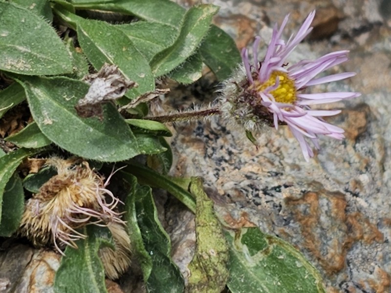 Erigeron paolii photo 4