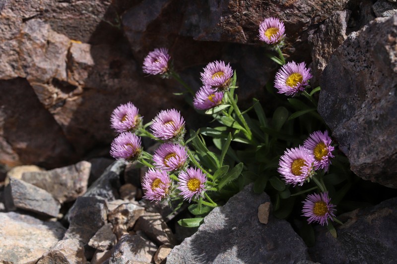 Erigeron paolii photo 5