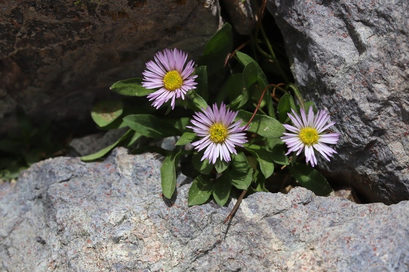 Erigeron paolii photo 6