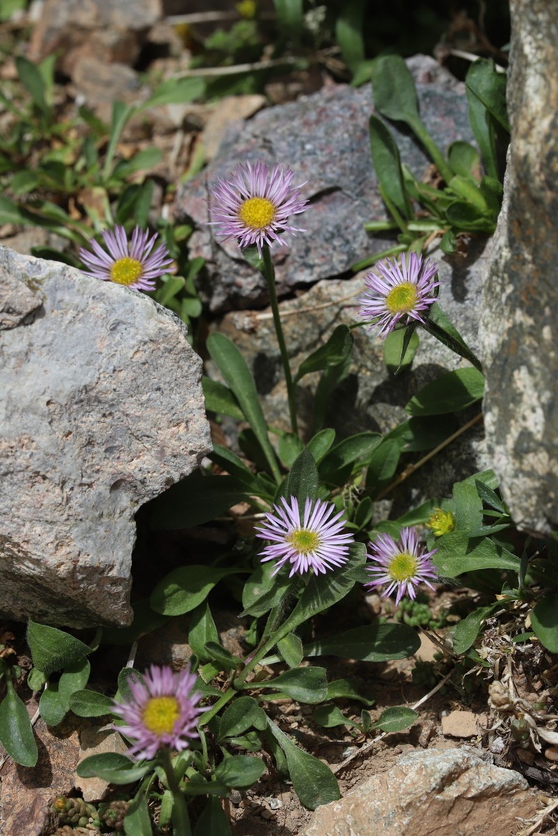 Erigeron paolii photo 8