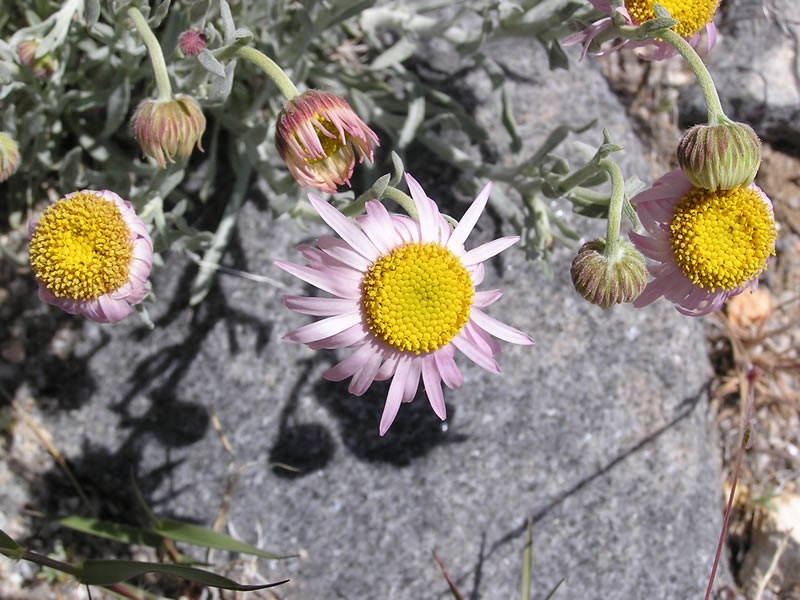 Parish's Fleabane