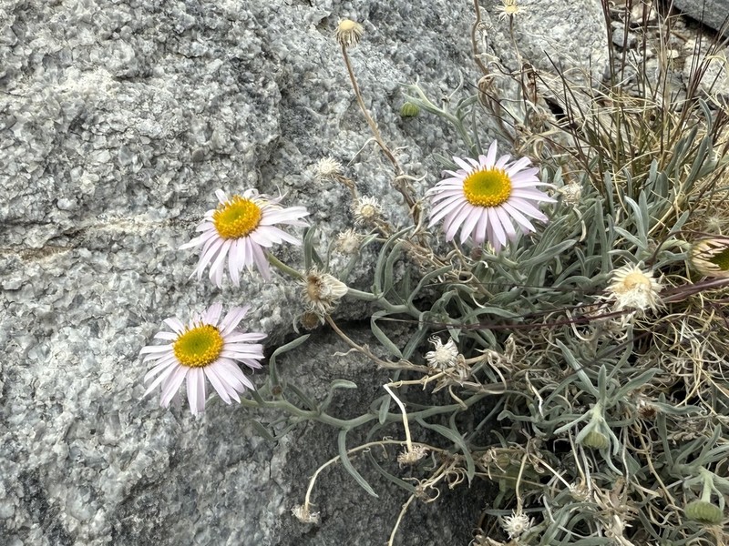 Parish's Fleabane