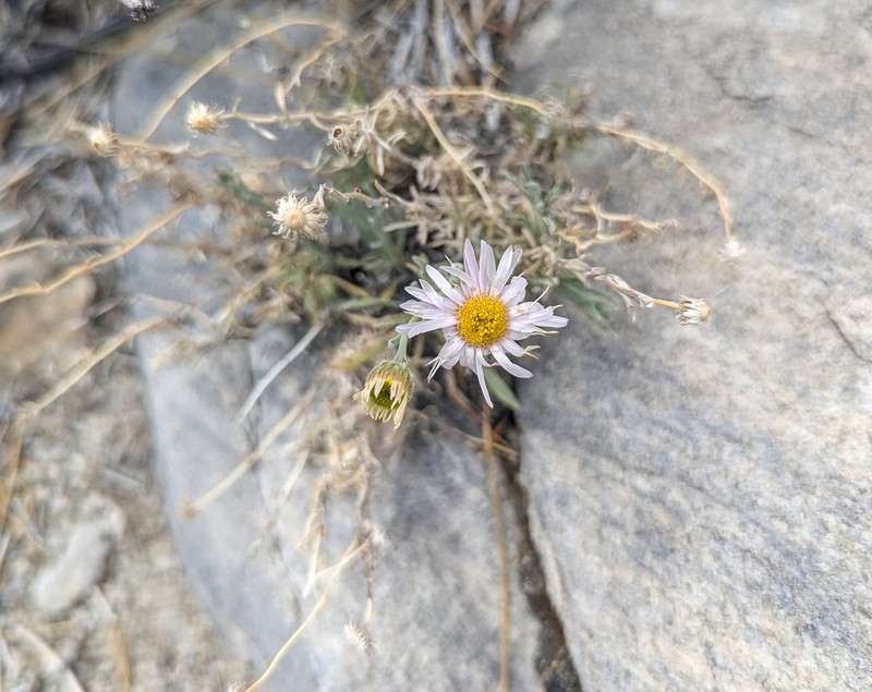 Parish's Fleabane photo 2