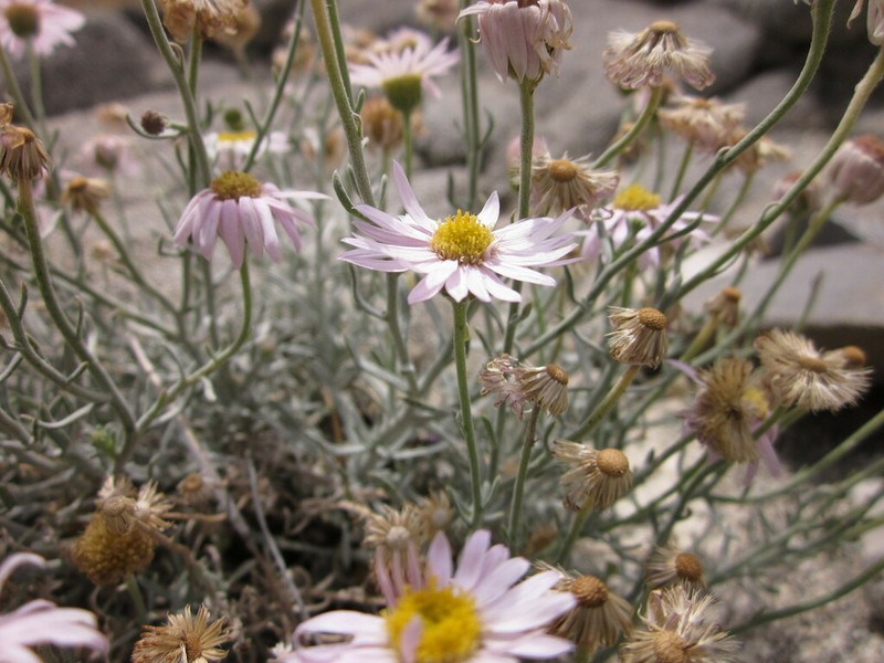 Parish's Fleabane photo 3