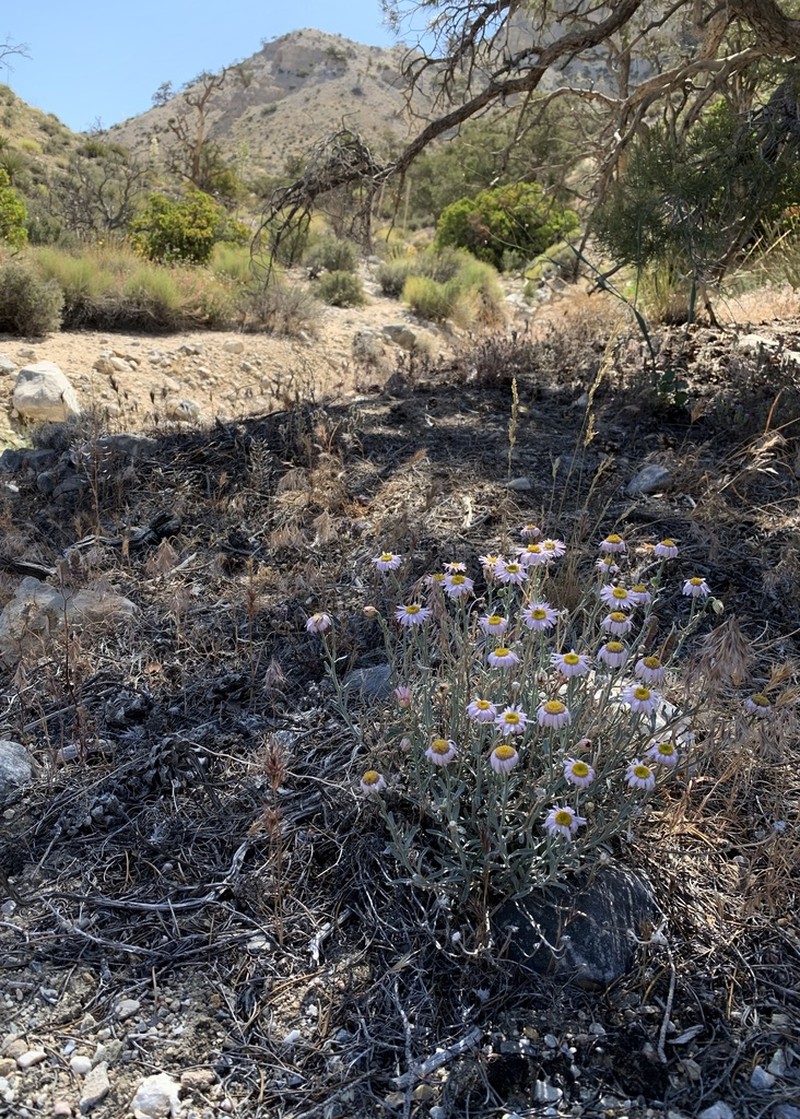 Parish's Fleabane photo 4