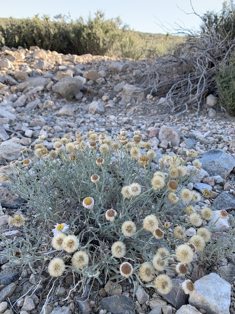 Parish's Fleabane photo 5
