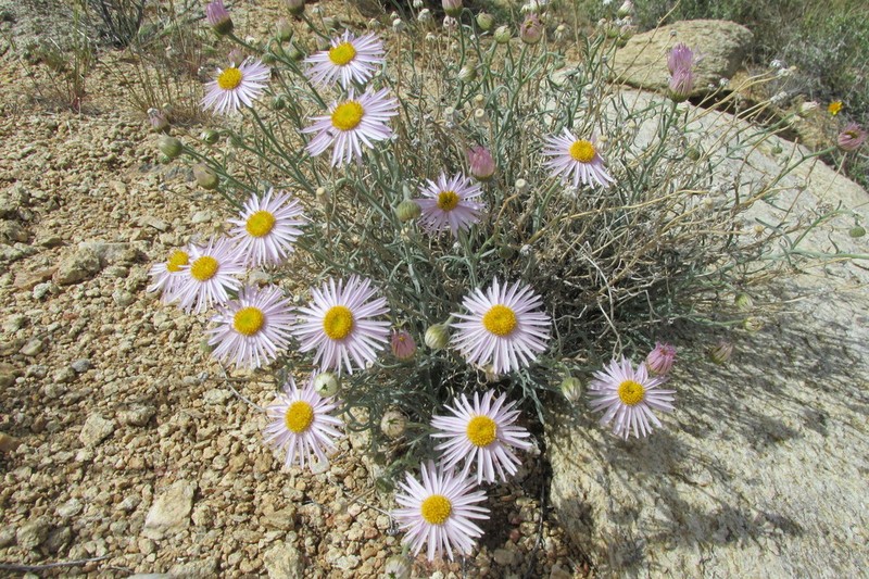 Parish's Fleabane photo 6