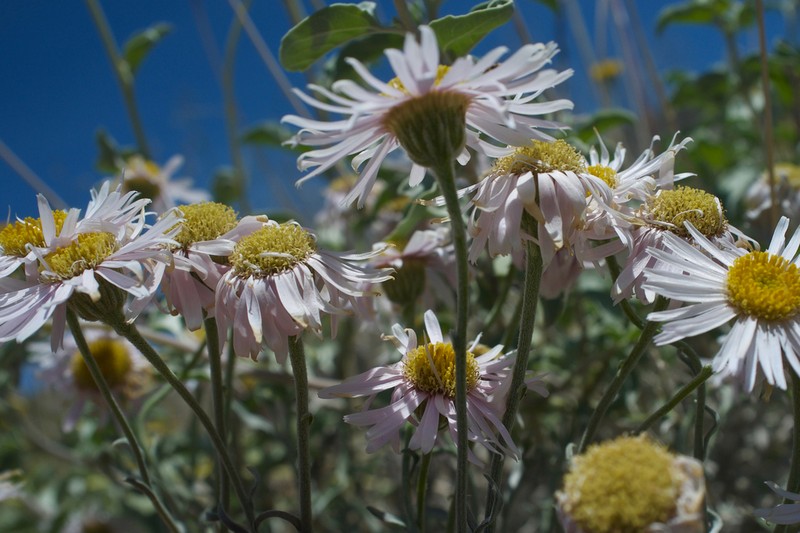 Parish's Fleabane photo 7