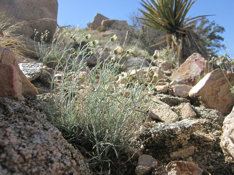 Parish's Fleabane photo 8