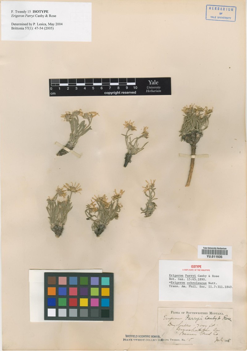 Erigeron parryi