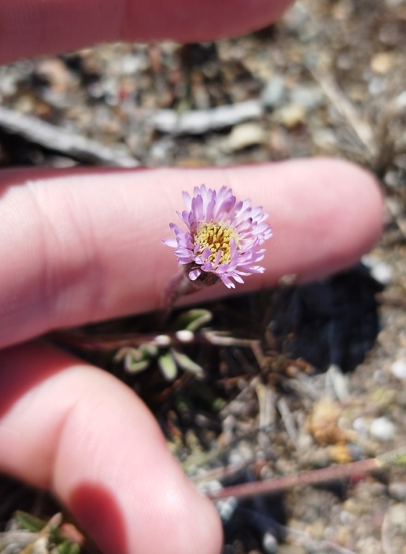 Erigeron patagonicus photo 2