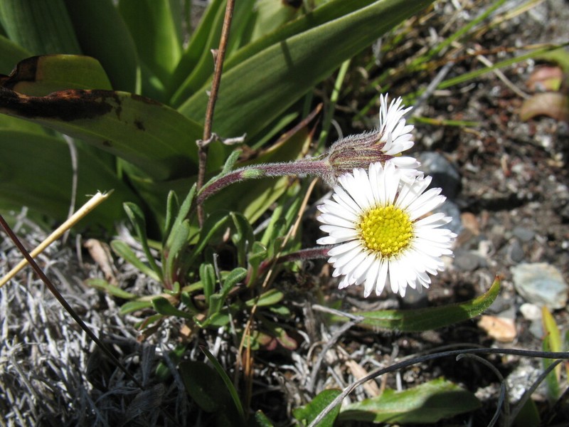 Erigeron patagonicus photo 3