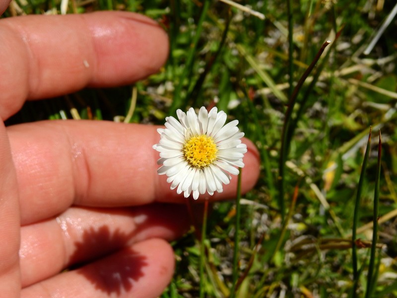 Erigeron patagonicus photo 4