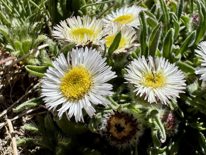Erigeron patagonicus photo 5