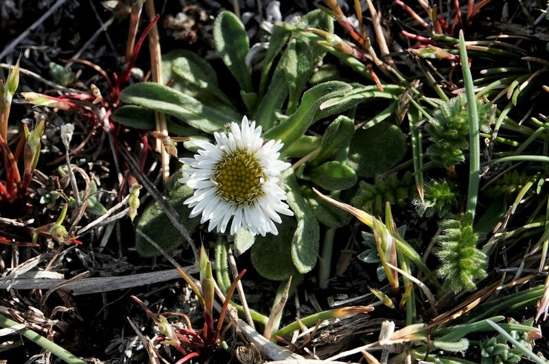 Erigeron patagonicus photo 6