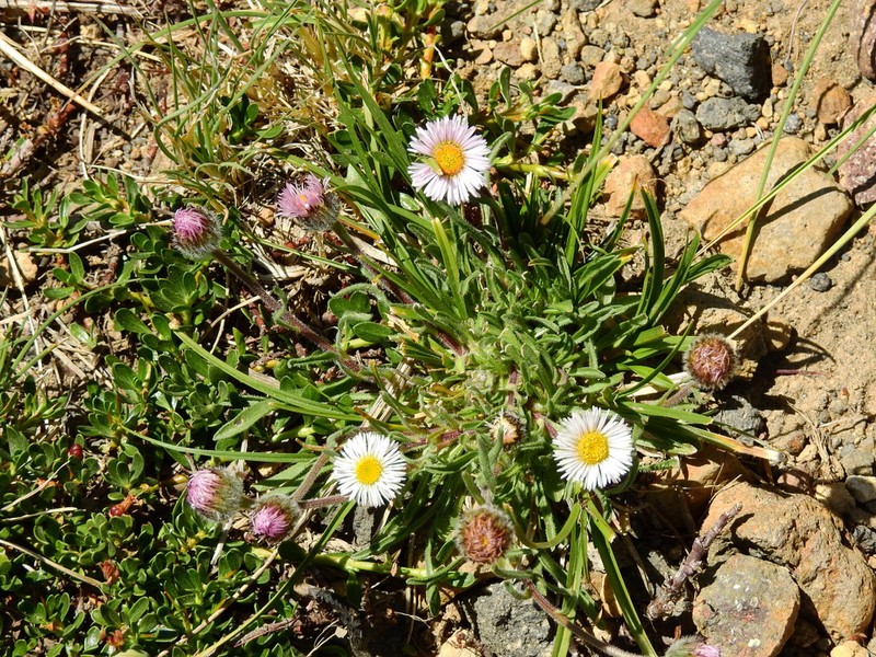 Erigeron patagonicus photo 7