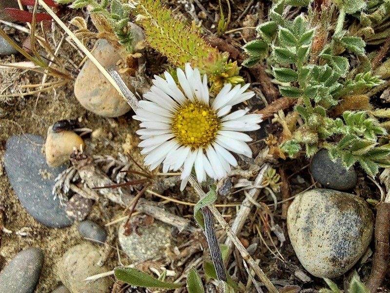 Erigeron patagonicus photo 8