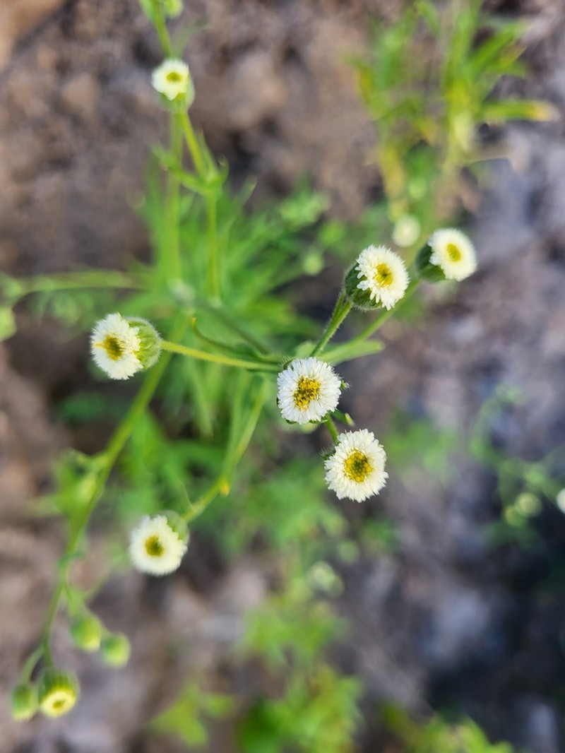 Erigeron pazensis
