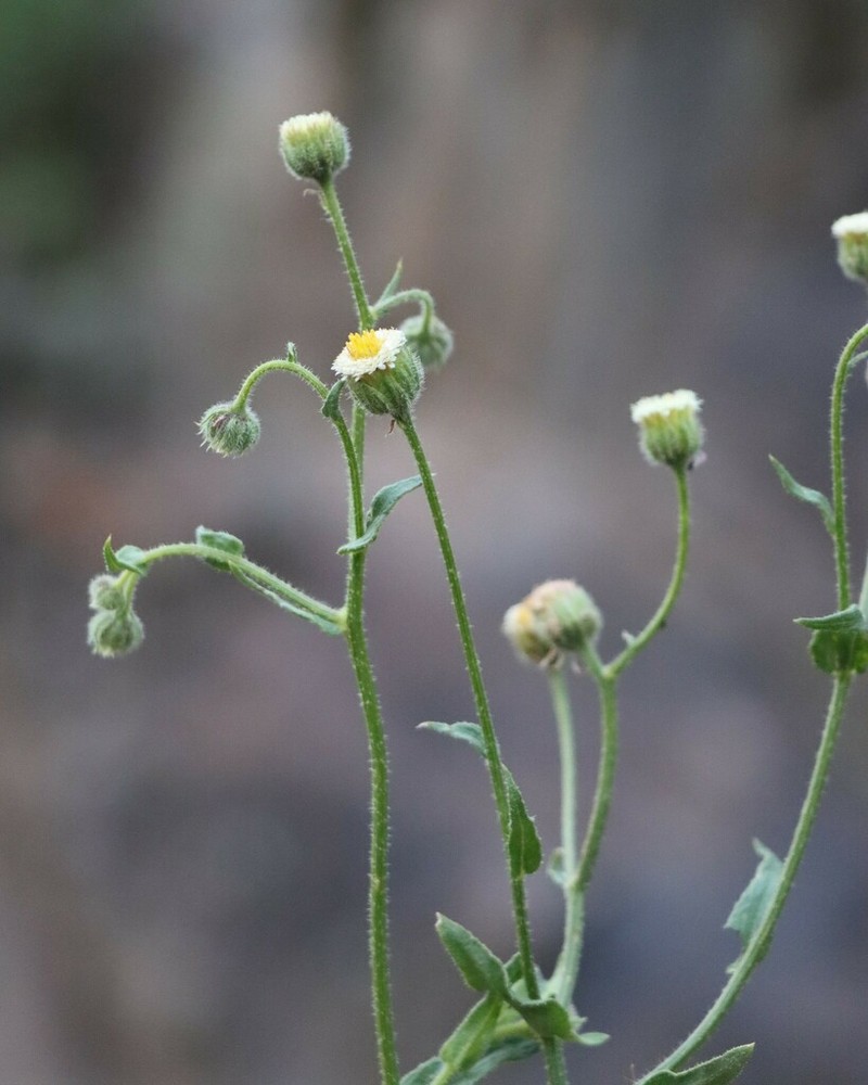 Erigeron pazensis photo 2