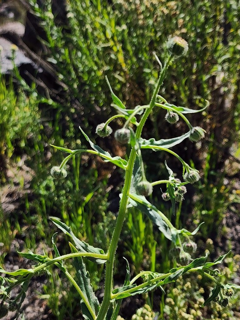 Erigeron pazensis photo 4