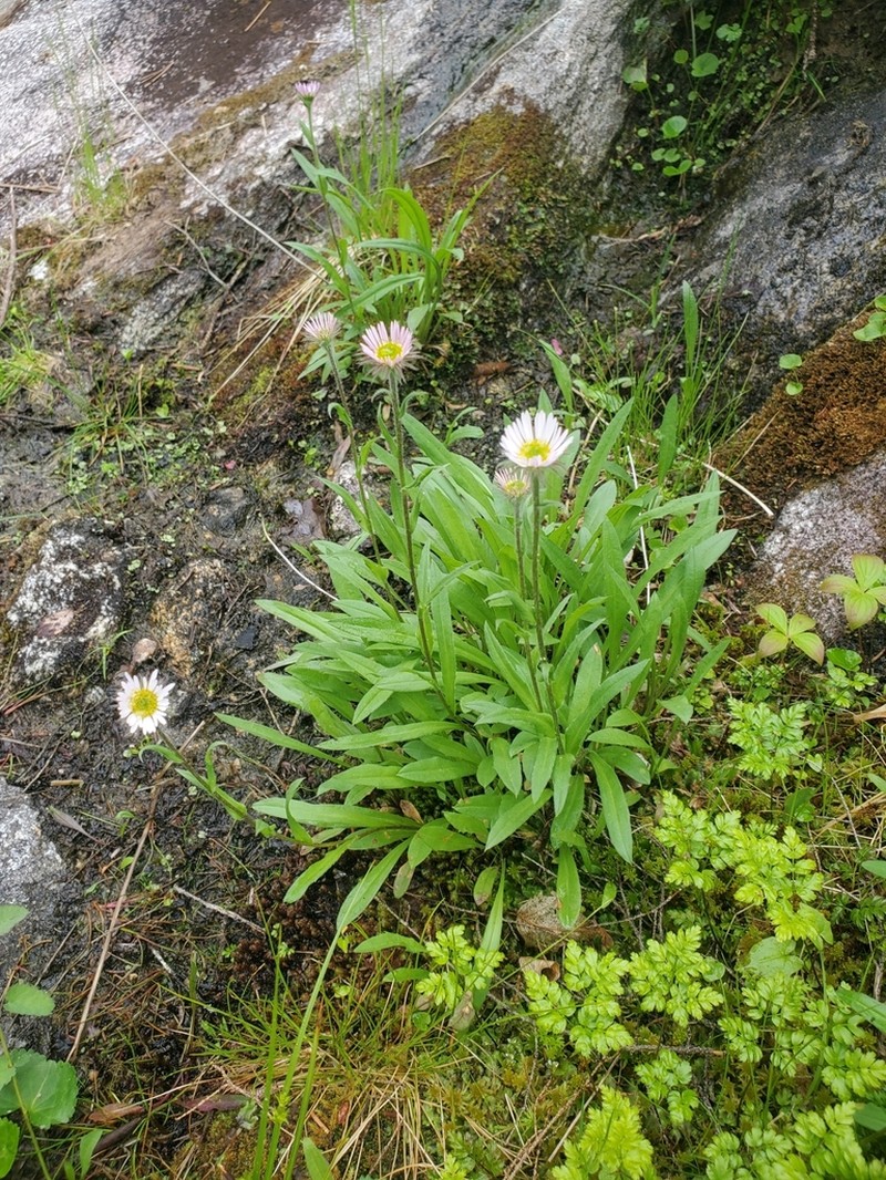 Subalpine Fleabane