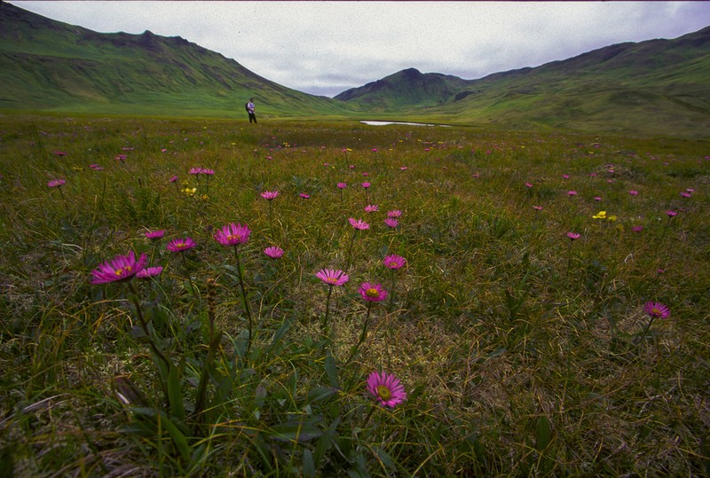Subalpine Fleabane photo 2