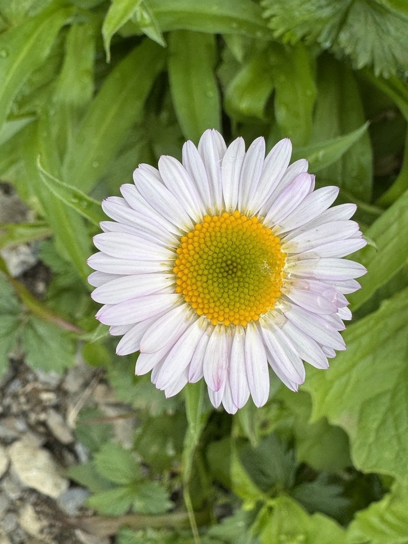 Subalpine Fleabane photo 3