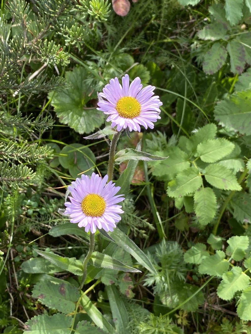 Subalpine Fleabane photo 4