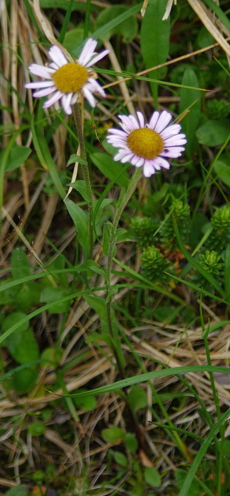 Subalpine Fleabane photo 6